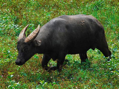 Mga endangered na hayop sa pilipinas tamaraw